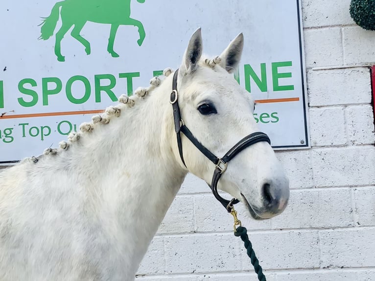 Connemara Jument 4 Ans 148 cm Gris in Mountrath