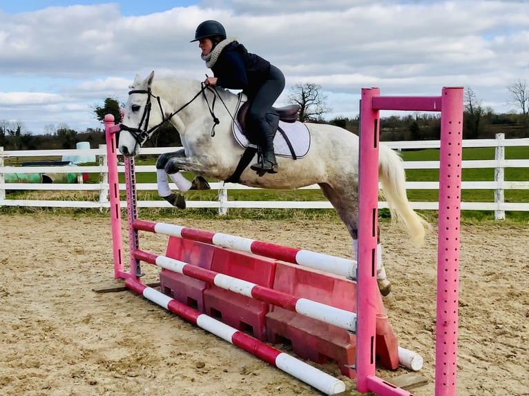 Connemara Jument 4 Ans 148 cm Gris in Mountrath