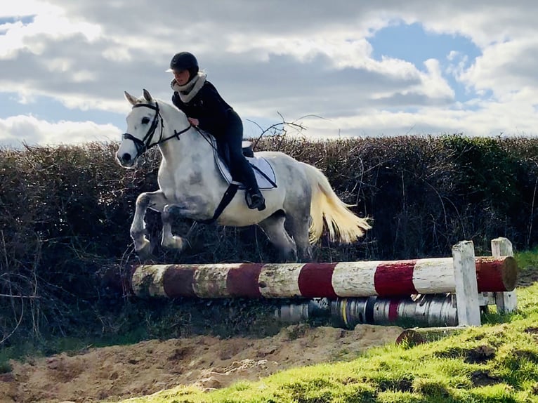 Connemara Jument 4 Ans 148 cm Gris in Mountrath