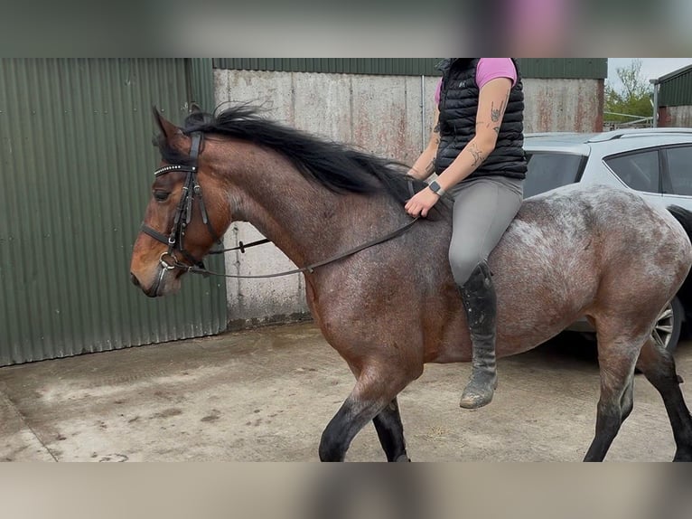 Connemara Jument 4 Ans 148 cm Isabelle in Sligo