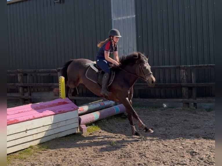 Connemara Jument 4 Ans 148 cm Isabelle in Sligo