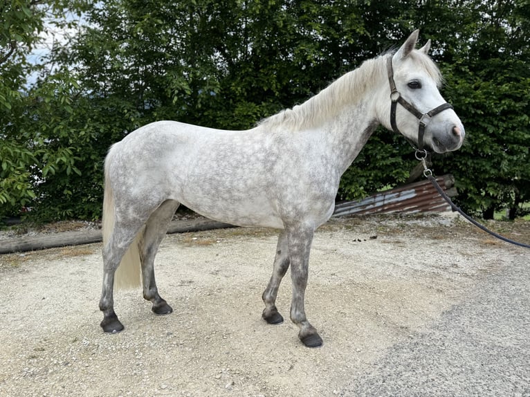 Connemara Jument 4 Ans 149 cm Gris in Gelterkinden