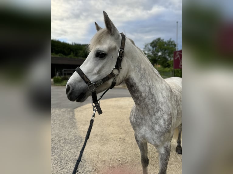 Connemara Jument 4 Ans 149 cm Gris in Gelterkinden