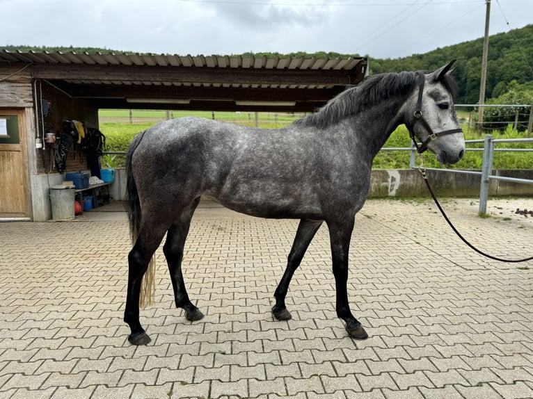 Connemara Jument 4 Ans 149 cm Gris in Gelterkinden