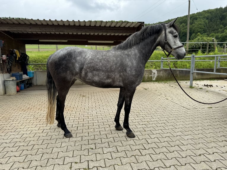 Connemara Jument 4 Ans 149 cm Gris in Gelterkinden