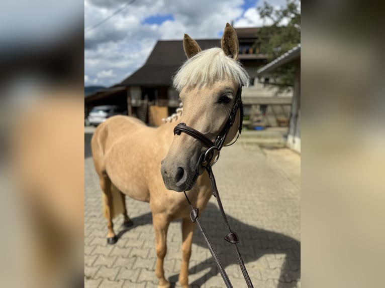 Connemara Jument 4 Ans 149 cm Gris in Gelterkinden