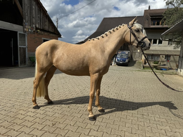 Connemara Jument 4 Ans 149 cm Gris in Gelterkinden