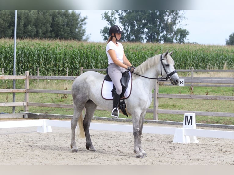 Connemara Jument 4 Ans 150 cm Rouan bleu in Bogaarden