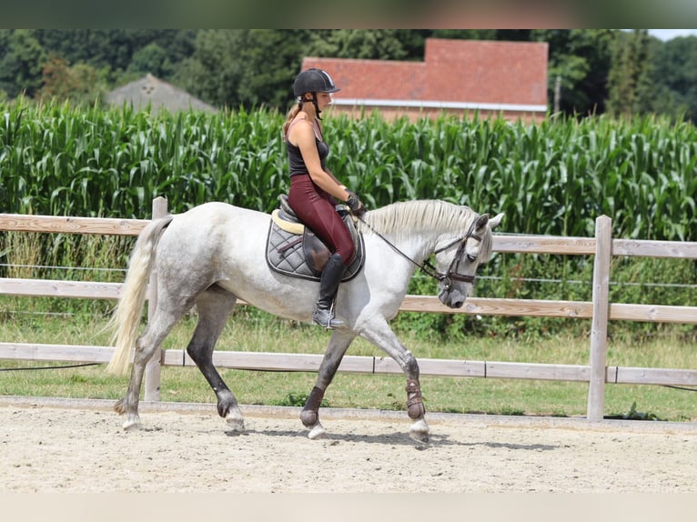 Connemara Jument 4 Ans 150 cm Rouan bleu in Bogaarden