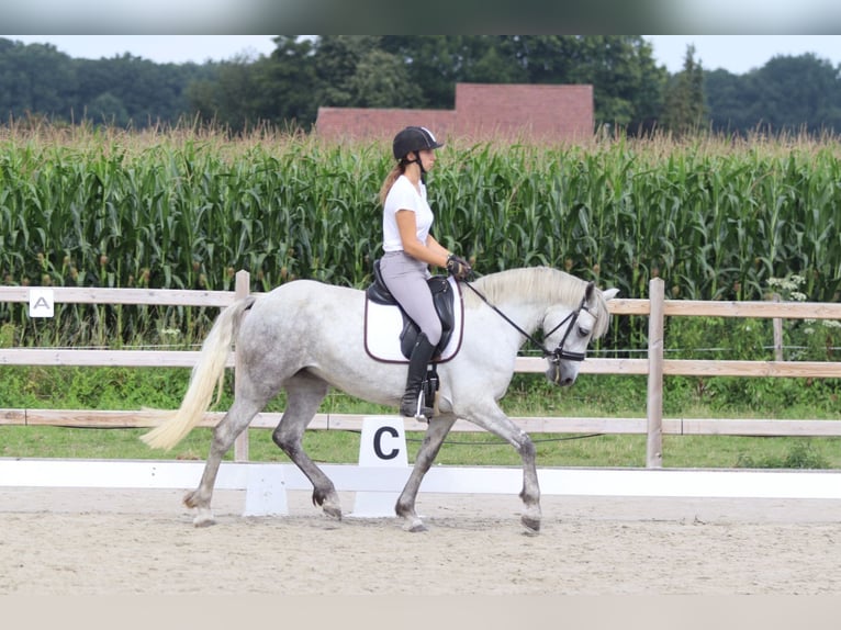 Connemara Jument 4 Ans 150 cm Rouan bleu in Bogaarden