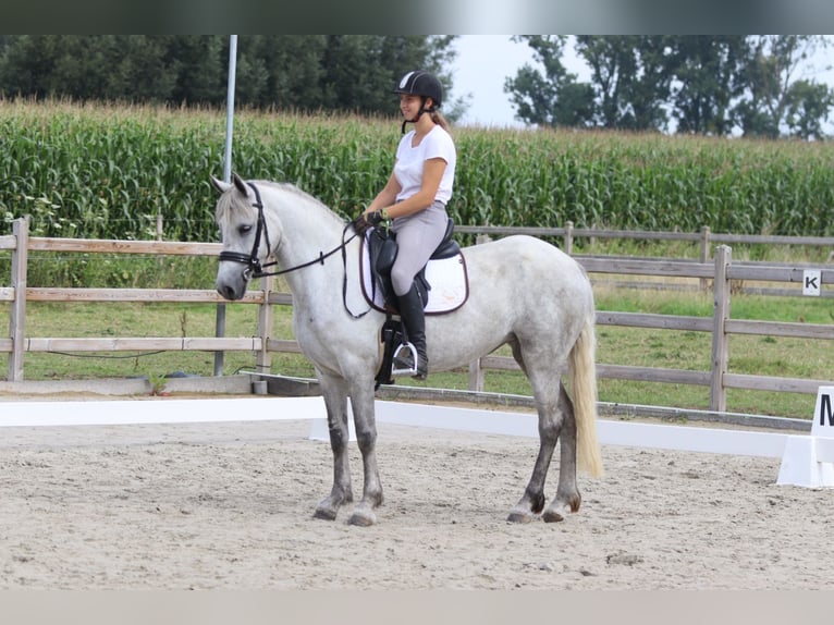Connemara Jument 4 Ans 150 cm Rouan bleu in Bogaarden
