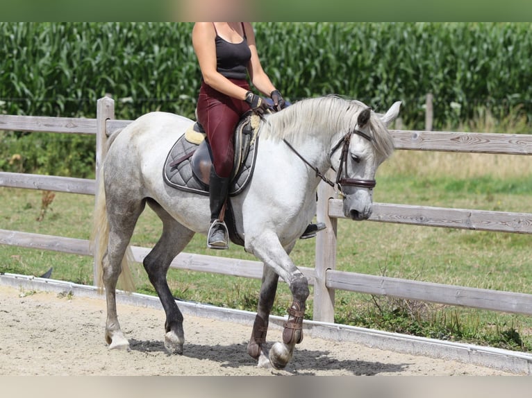 Connemara Jument 4 Ans 150 cm Rouan bleu in Bogaarden