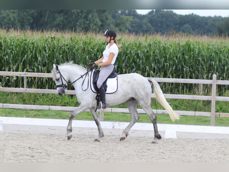 Connemara Jument 4 Ans 150 cm Rouan bleu in Bogaarden