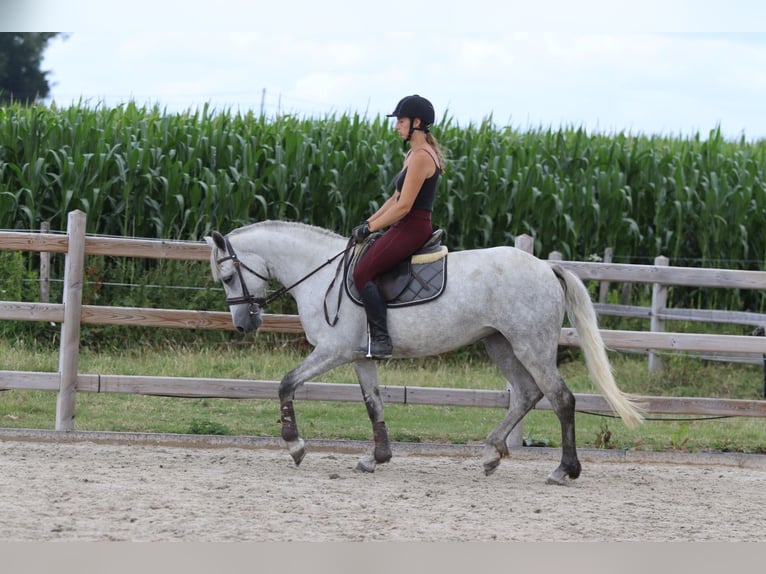Connemara Jument 4 Ans 150 cm Rouan bleu in Bogaarden