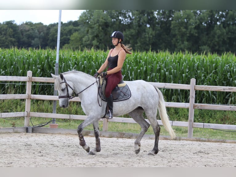 Connemara Jument 4 Ans 150 cm Rouan bleu in Bogaarden