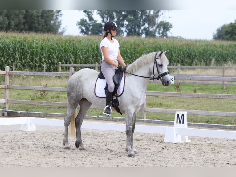 Connemara Jument 4 Ans 150 cm Rouan bleu in Bogaarden