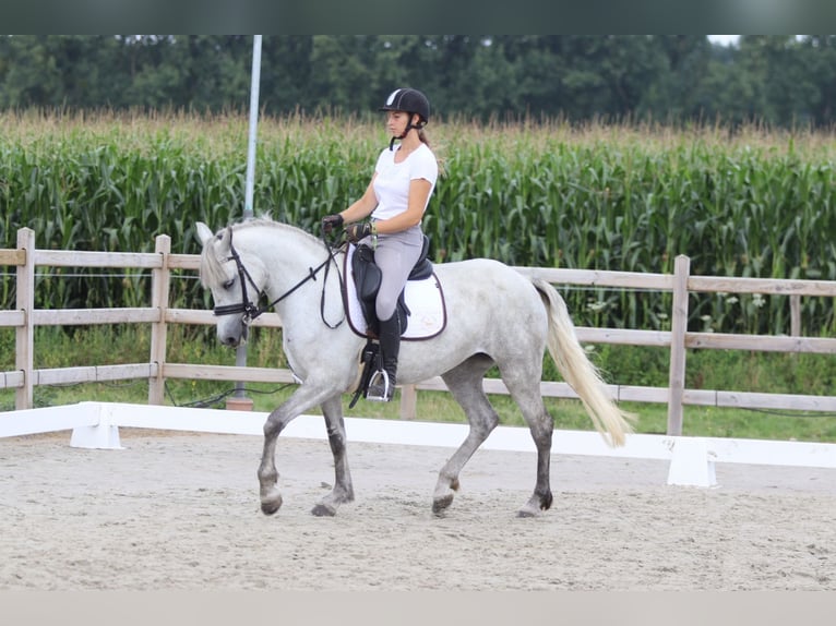 Connemara Jument 4 Ans 150 cm Rouan bleu in Bogaarden