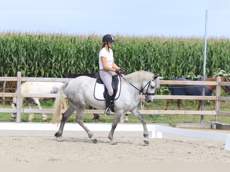 Connemara Jument 4 Ans 150 cm Rouan bleu in Bogaarden