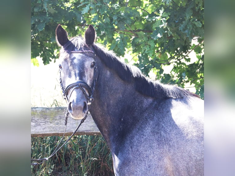 Connemara Jument 4 Ans 150 cm Rouan bleu in uelsen