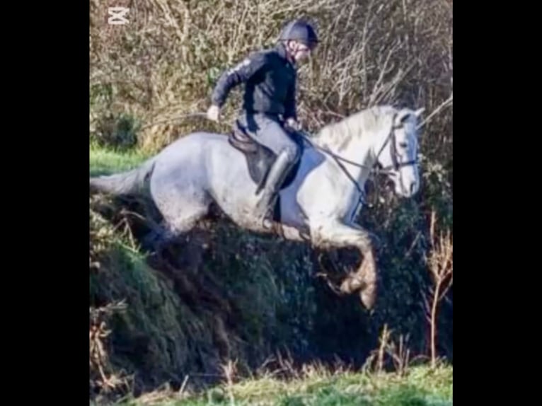 Connemara Jument 4 Ans 152 cm Gris in Mountrath