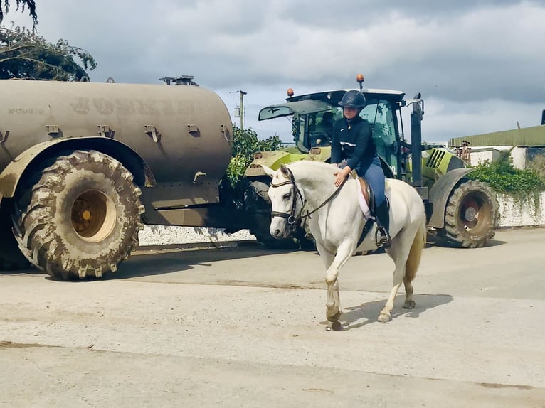 Connemara Jument 4 Ans 152 cm Gris in Mountrath