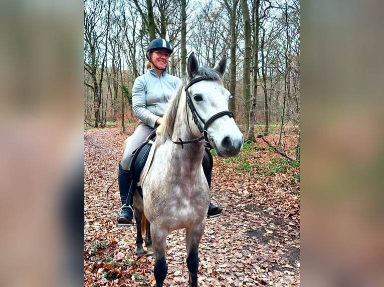 Connemara Jument 4 Ans 152 cm Gris noir in Euskirchen