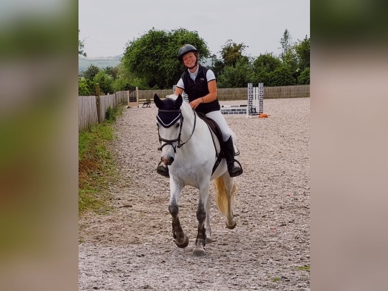 Connemara Jument 4 Ans 153 cm Blanc in Mountrath, Co. Laois