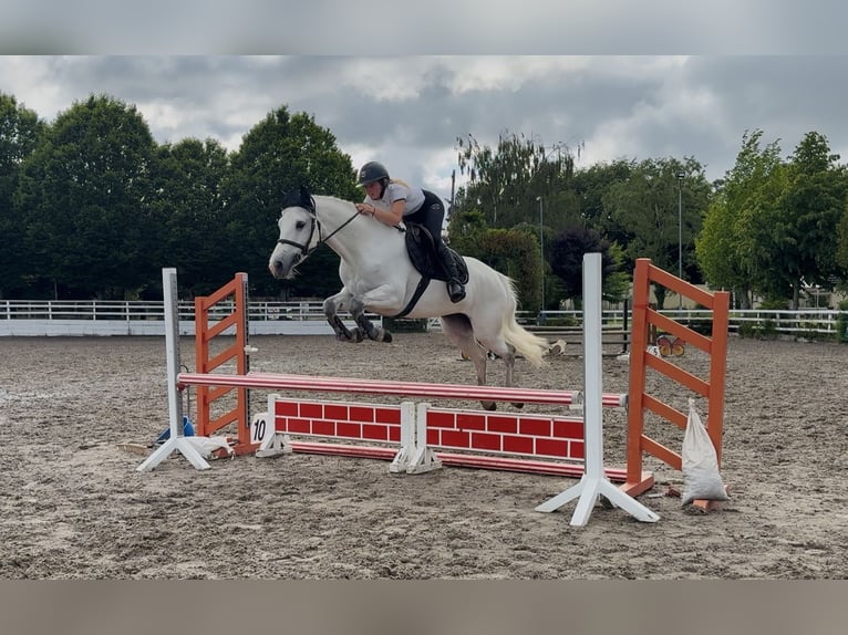 Connemara Jument 4 Ans 153 cm Blanc in Mountrath, Co. Laois