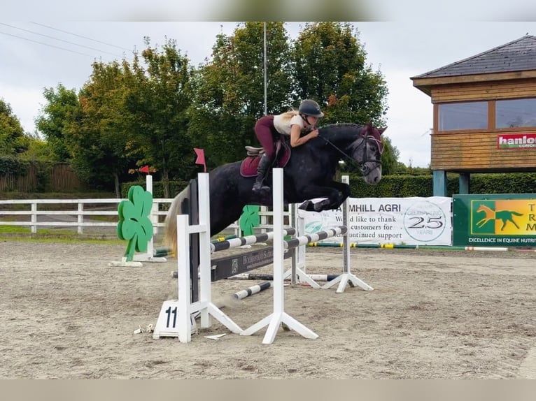 Connemara Jument 4 Ans 153 cm Gris in Mountrath, Co. Laois