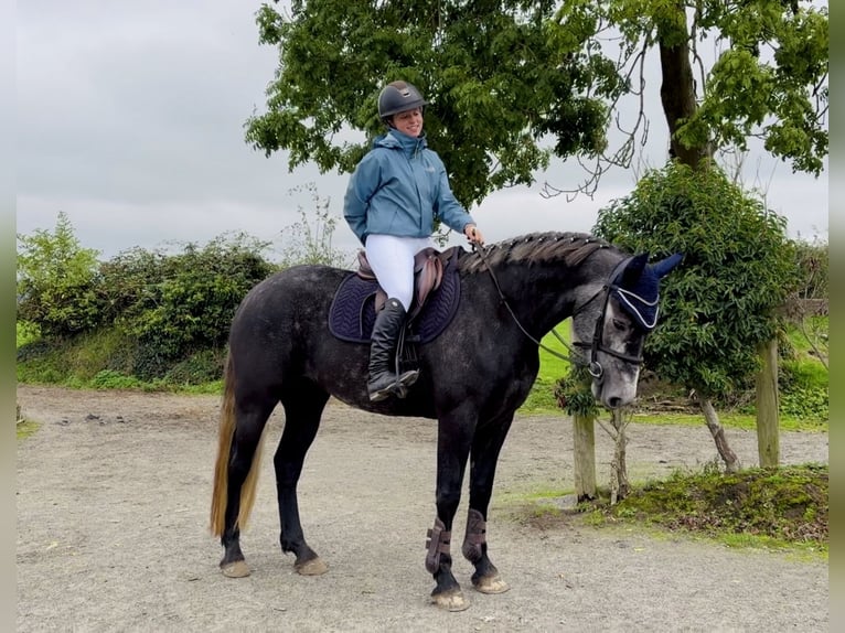 Connemara Jument 4 Ans 153 cm Gris in Mountrath, Co. Laois