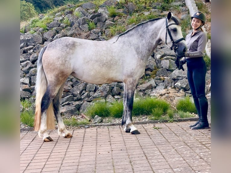 Connemara Jument 4 Ans 154 cm Gris (bai-dun) in Lisberg