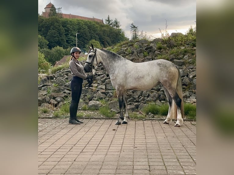 Connemara Jument 4 Ans 154 cm Gris (bai-dun) in Lisberg