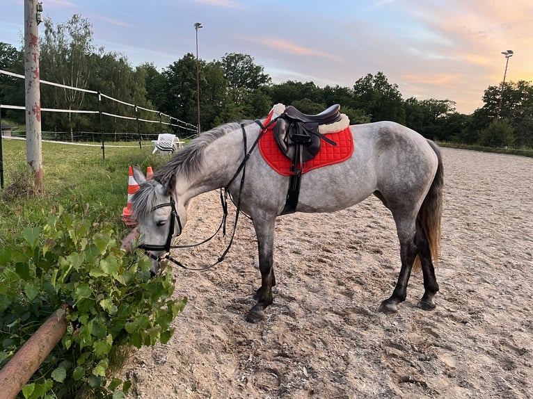 Connemara Jument 4 Ans 158 cm  in Wunsiedel