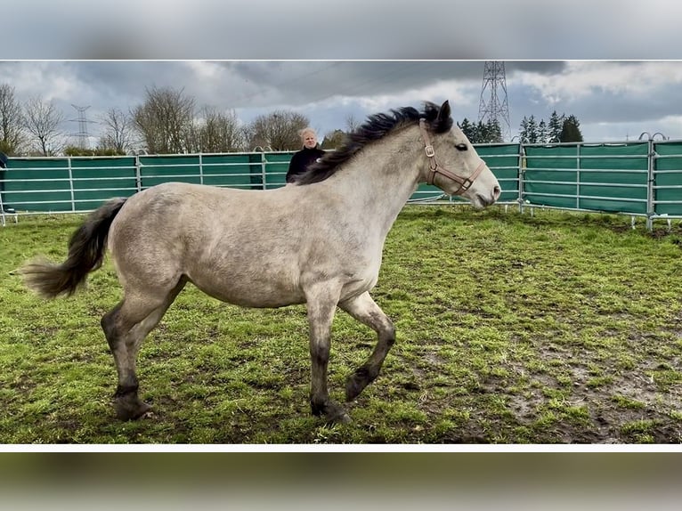 Connemara Jument 5 Ans 140 cm Gris in Bastogne