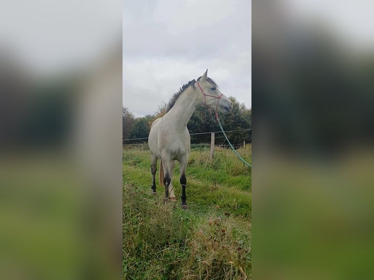 Connemara Jument 5 Ans 140 cm Gris in Ruette