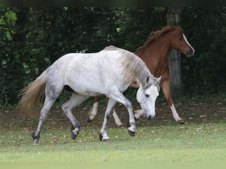 Connemara Jument 5 Ans 142 cm Gris in Straskov 32