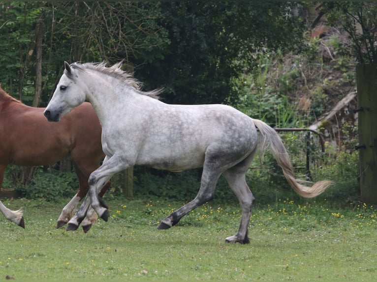 Connemara Jument 5 Ans 142 cm Gris in Straskov 32