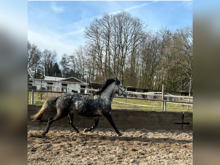 Connemara Croisé Jument 5 Ans 143 cm Gris pommelé in Vlaardingen