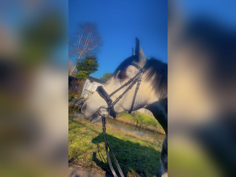 Connemara Croisé Jument 5 Ans 143 cm Gris pommelé in Vlaardingen