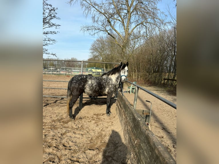 Connemara Croisé Jument 5 Ans 143 cm Gris pommelé in Vlaardingen