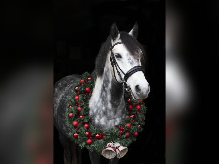 Connemara Croisé Jument 5 Ans 143 cm Gris pommelé in Vlaardingen