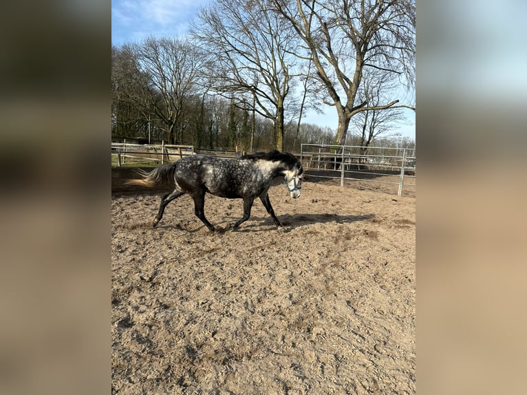 Connemara Croisé Jument 5 Ans 143 cm Gris pommelé in Vlaardingen