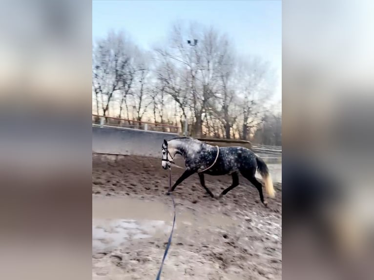 Connemara Croisé Jument 5 Ans 143 cm Gris pommelé in Vlaardingen