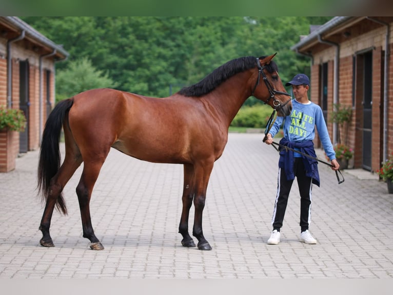Connemara Croisé Jument 5 Ans 145 cm Bai cerise in Mezőtur