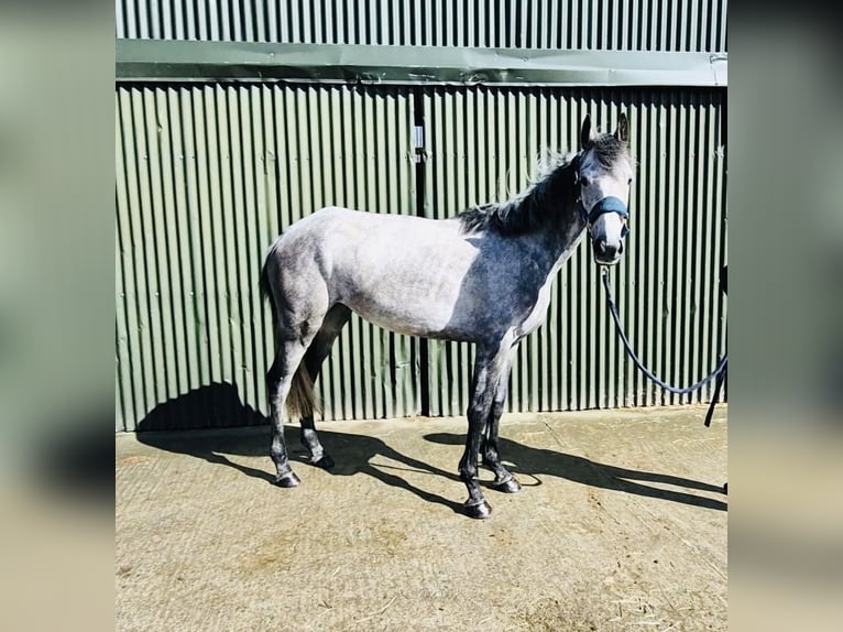 Connemara Jument 5 Ans 145 cm Gris in Sligo