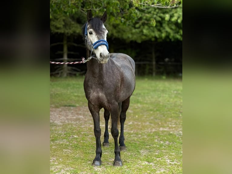 Connemara Jument 5 Ans 145 cm Gris in Śrem