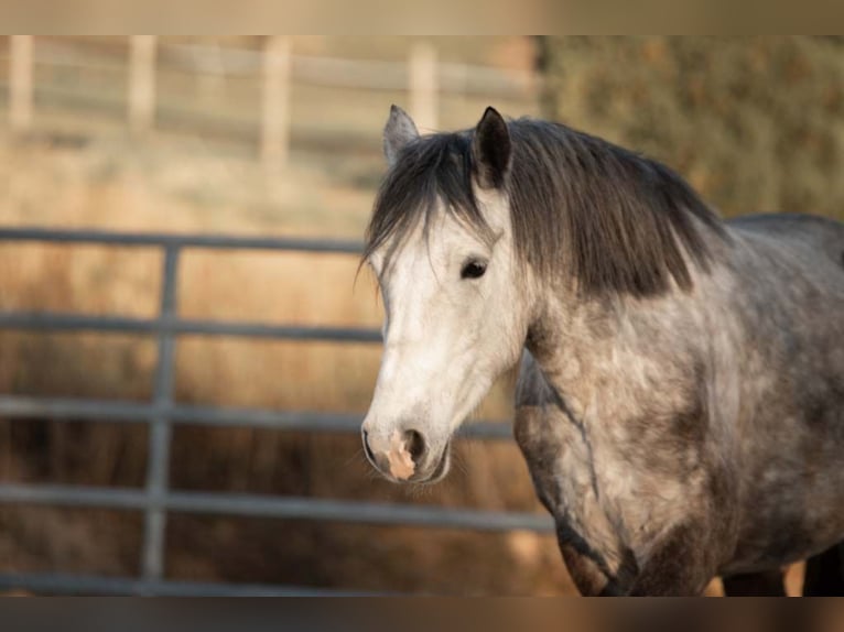 Connemara Jument 5 Ans 145 cm Gris pommelé in M&#xFC;nstermaifeld