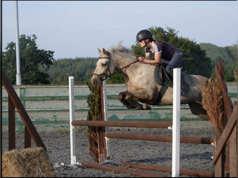 Connemara Jument 5 Ans 145 cm Palomino in Westmeath