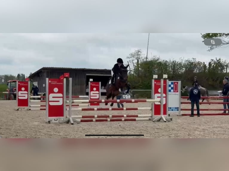 Connemara Jument 5 Ans 146 cm Bai in Stöttwang