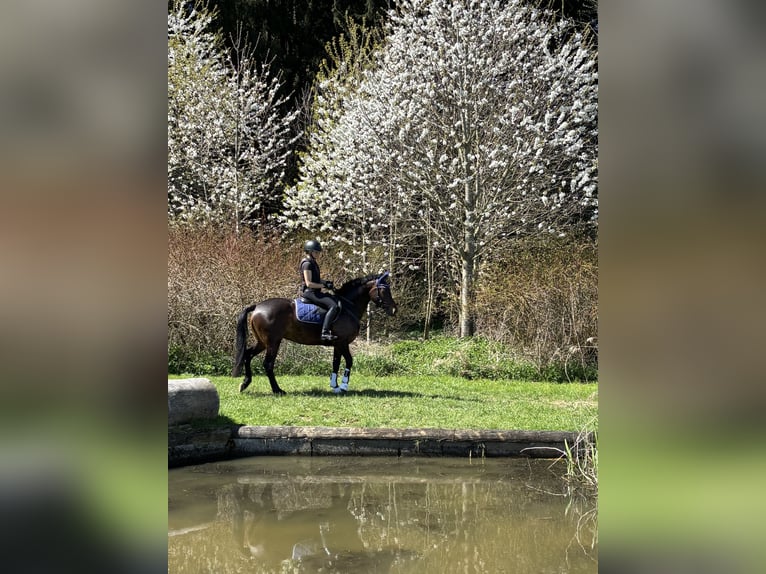 Connemara Jument 5 Ans 146 cm Bai in Stöttwang